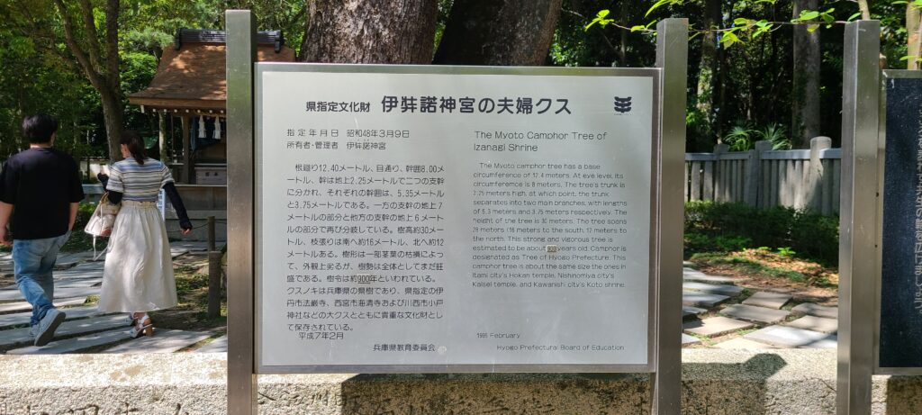 伊弉諾神宮の夫婦の大楠の説明看板
