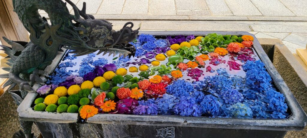 柳谷観音楊谷寺の龍手水には色とりどりの花が浮かべてある