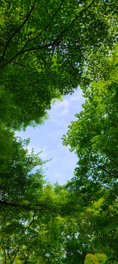 柳谷観音楊谷寺には木々によって空がハートに見える